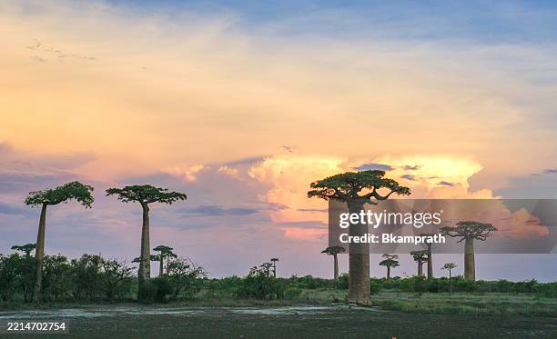 vibrant sunset over the beautiful baobab trees on the african island of madagascar - african baobab tree stock pictures, royalty-free photos & images