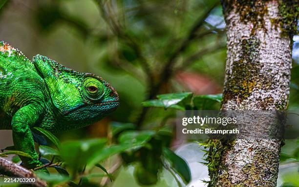 wild green chameleon on the african island of madagascar - chameleon stock pictures, royalty-free photos & images