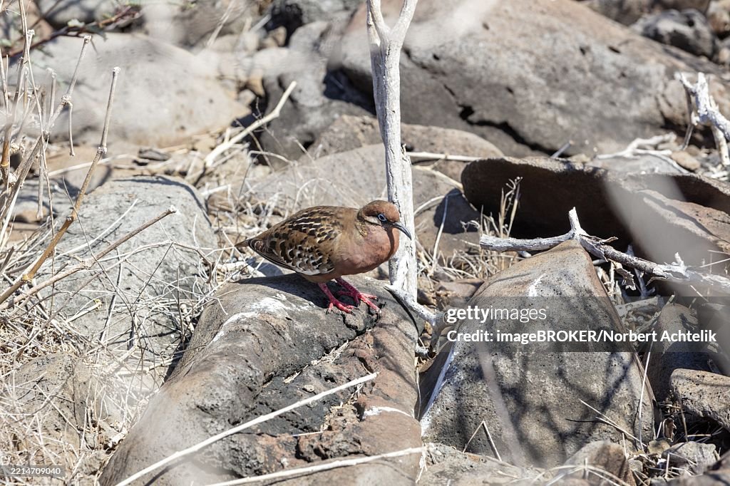 Galapagos Pigeon (Zenaida galapagoensis, Syn.: Nesopelia galapagoensis), Galapagos, Ecuador, South America