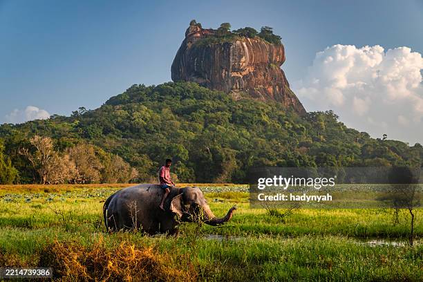 mahout riding his elephant, sigiriya rock on the background, sri lanka - sri lanka stockfoto's en -beelden