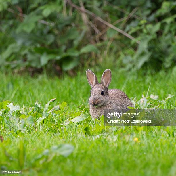 A rabbit is sitting in the grass