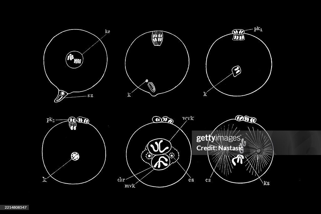 Maturation and fertilization of the egg of the horse roundworm (Ascaris megalocephala bivalens)