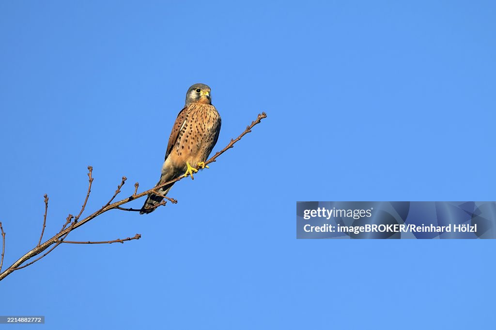 Kestrel (Falco tinnunculus), male, Weer, Tyrol, Austria, Europe