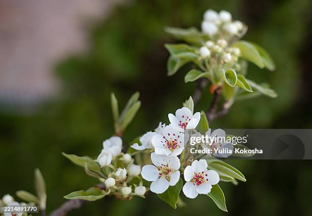 1,688 Apricot Blossom Stock Photos and High-Res Images - Getty Images