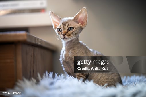 Curious Devon Rex kitten Curious Devon Rex kitten