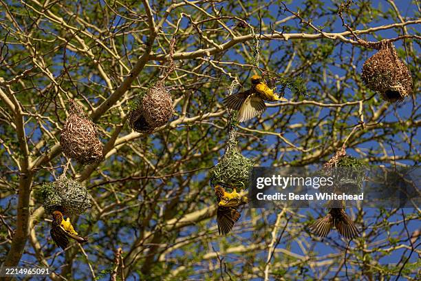 weaver birds building nests in busy tree colony - baya weaver stock pictures, royalty-free photos & images