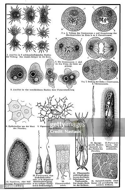stockillustraties, clipart, cartoons en iconen met cell structure and division of different organisms - celdeling