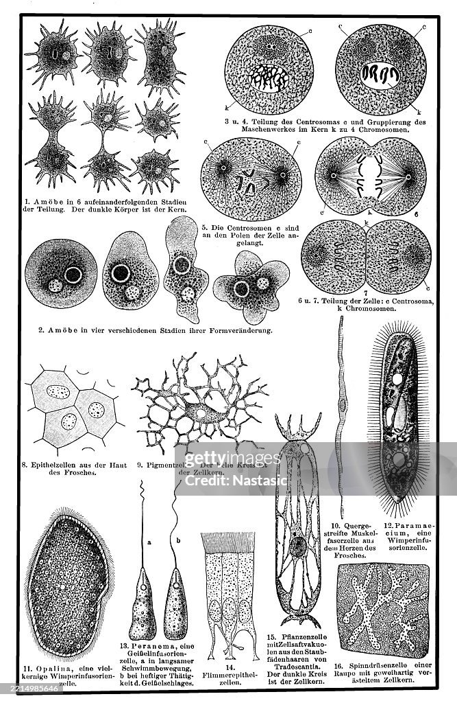 Cell structure and division of different organisms
