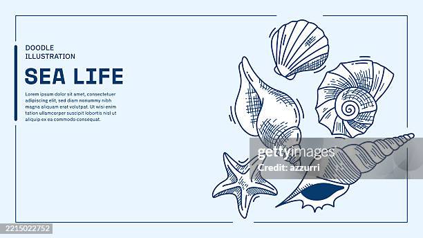ilustraciones, imágenes clip art, dibujos animados e iconos de stock de vector de garabatos de vida oceánica con conchas dibujadas a mano, estrellas de mar y criaturas marinas. - caracola concha de mar