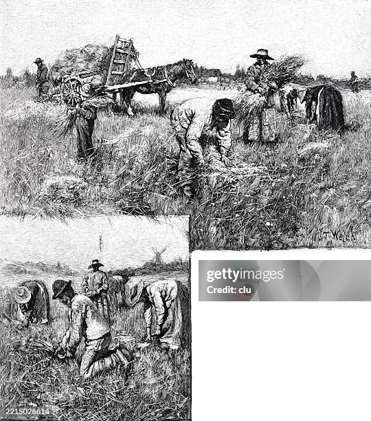 harvest in canada, cutting the wheat on the field and bundle it - farm worker stock illustrations