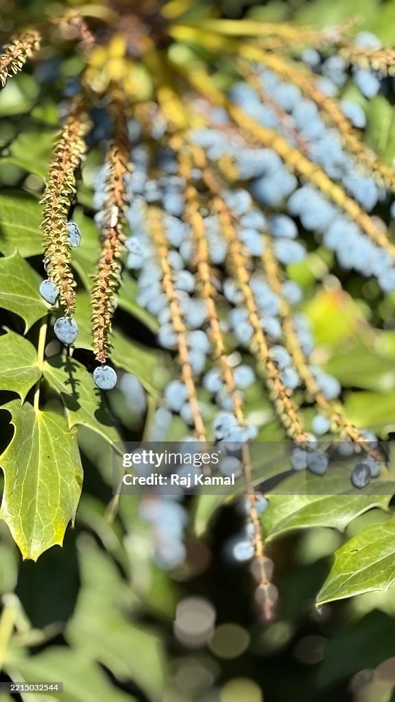 Leather leaf Mahonia (Berberis bealei) shrub with blue berries on in close up