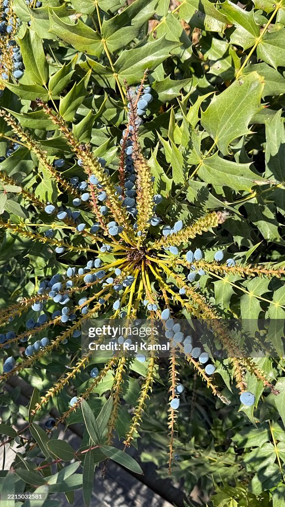 Leather leaf Mahonia (Berberis bealei) shrub with blue berries on in close up