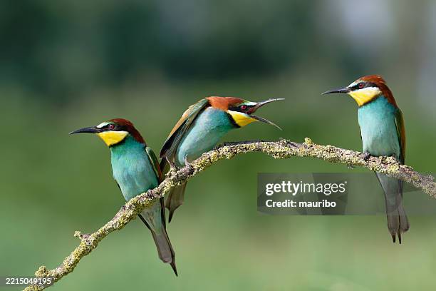 three european bee-eaters - animals fighting stock pictures, royalty-free photos & images