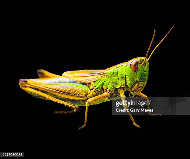 grasshopper - grasshopper stock pictures, royalty-free photos & images
