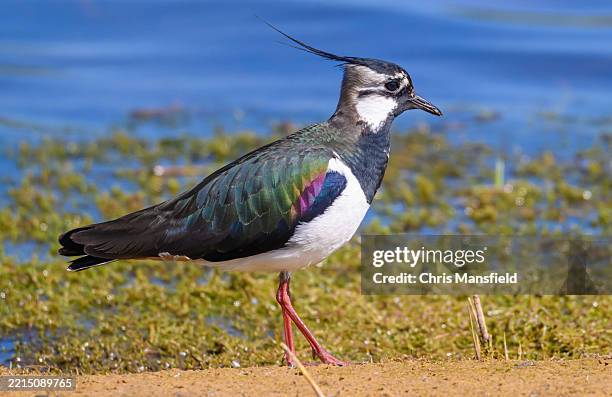 lapwing - lapwing stock pictures, royalty-free photos & images
