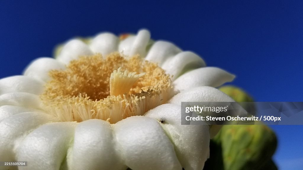 Single open saguaro cactus blossom and unopened buds