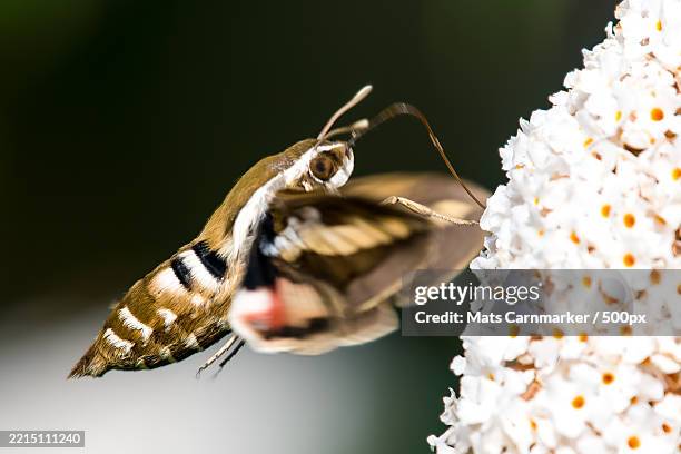 female bedstraw hawk-moth,also called galium sphinx - papillon sphinx photos et images de collection
