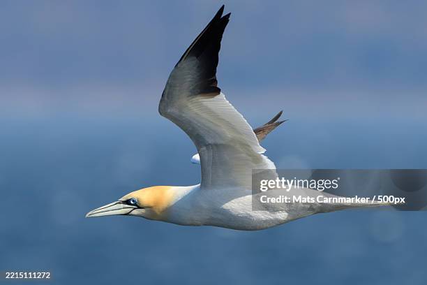 close-up of seagull flying over sea,norway - fou de bassan photos et images de collection