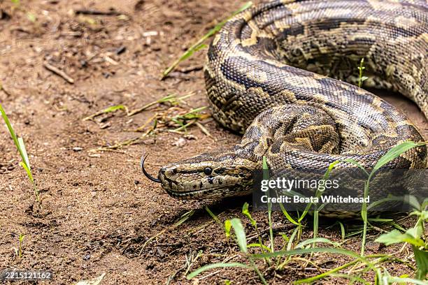 African Python Wallpaper 250 Southern African Python Stock Photos, High-Res Pictures, and Images ...