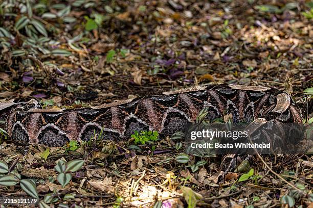 camouflaged python stock photo 32050336 : shutterstock... 129 Python Floor Stock Photos, High-Res Pictures, and Images - Getty Images