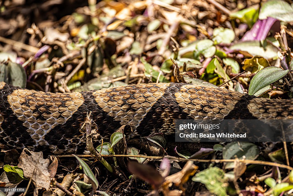 Puff Adda Camouflage Detail Of A Puff Adder In South Africa High-Res Stock Photo ...