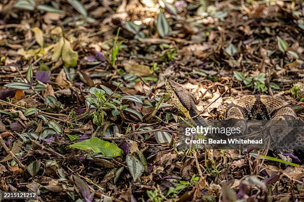 Puff Adda 5,769 Big Snake Stock Photos, High-Res Pictures, and Images - Getty Images