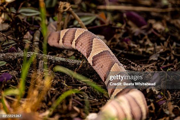 Unique Copperhead Pattern 3,134 Copperhead Snake Image Stock Photos, High-Res Pictures, and ...