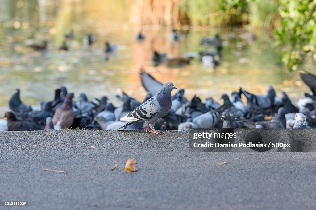 Close-up of birds perching on beach