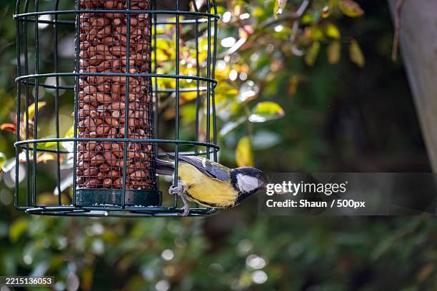 close-up of bird perching on feeder - vogelhaus stock-fotos und bilder