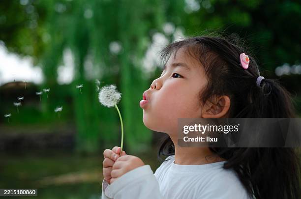 little girl blowing dandelions - espalhar imagens e fotografias de stock
