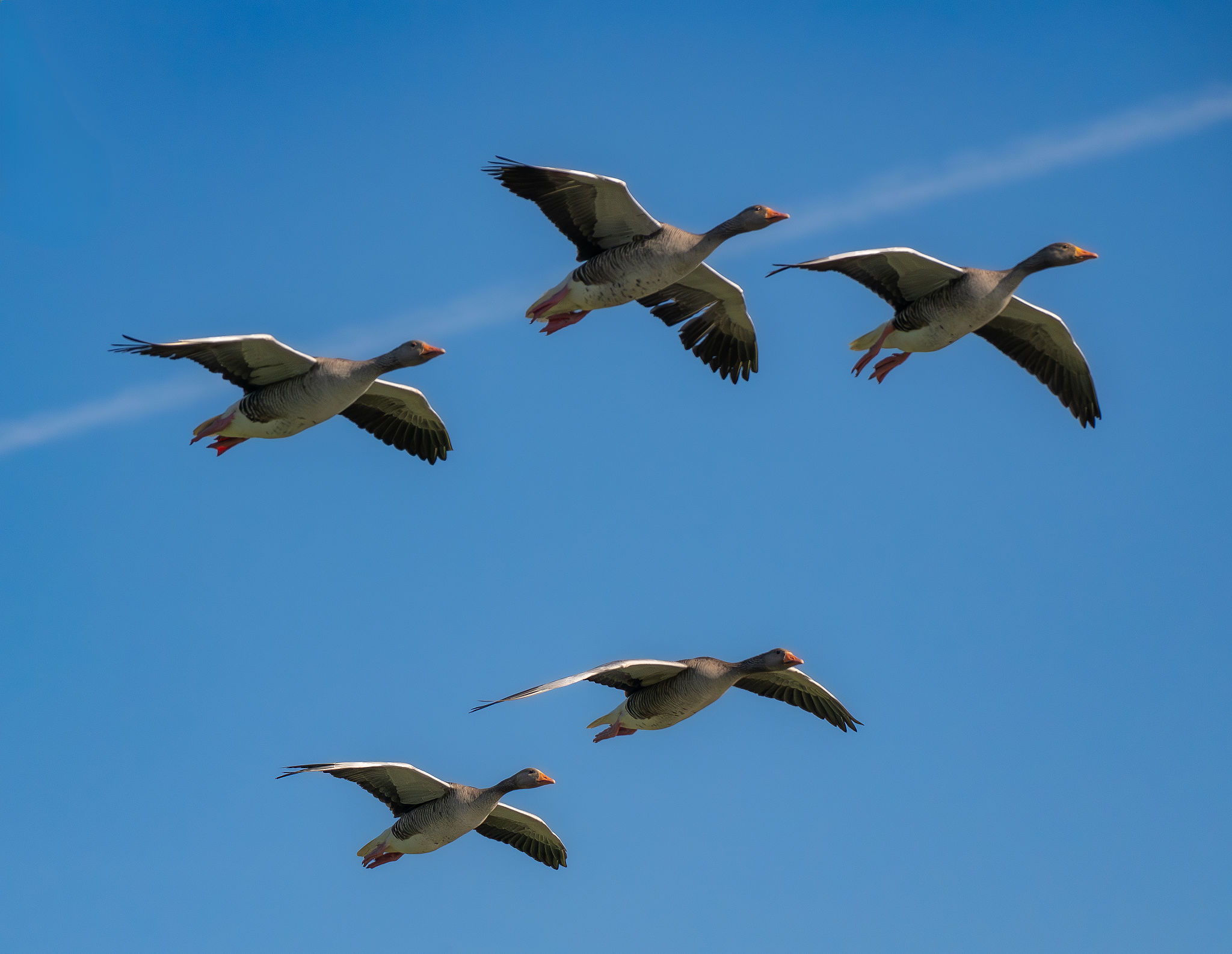 wildlife management