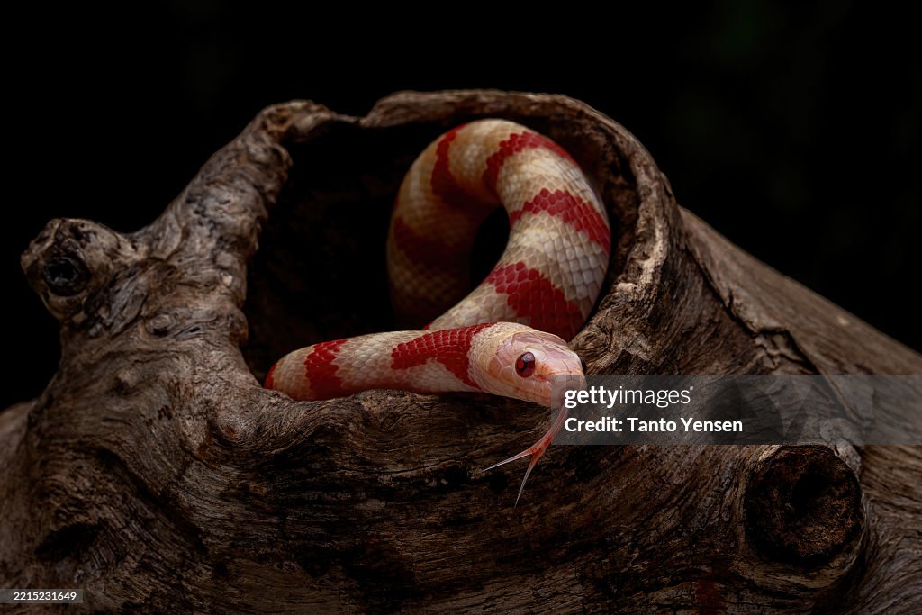 Ruthven's king snake