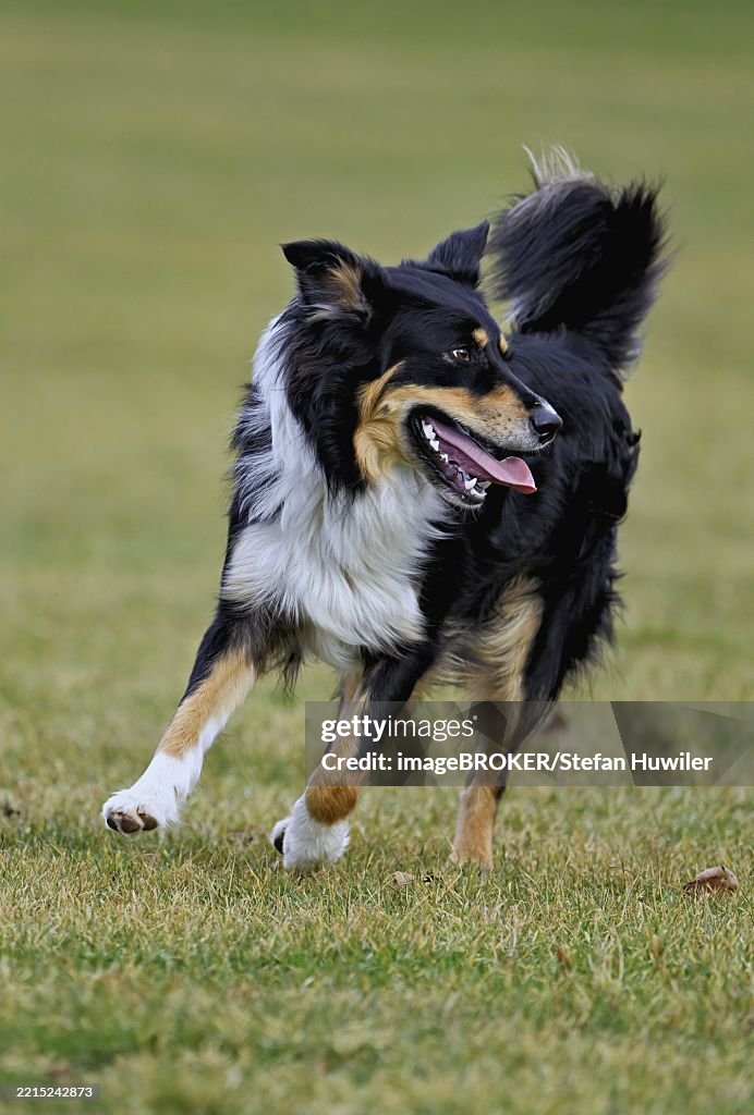 Border Collie Australian Shepherd Dogs 101 Australian Shepherd