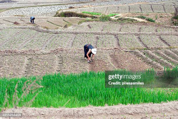 local inhabitants of village planting chick peas, punakha, bhutan - bhutan stock pictures, royalty-free photos & images