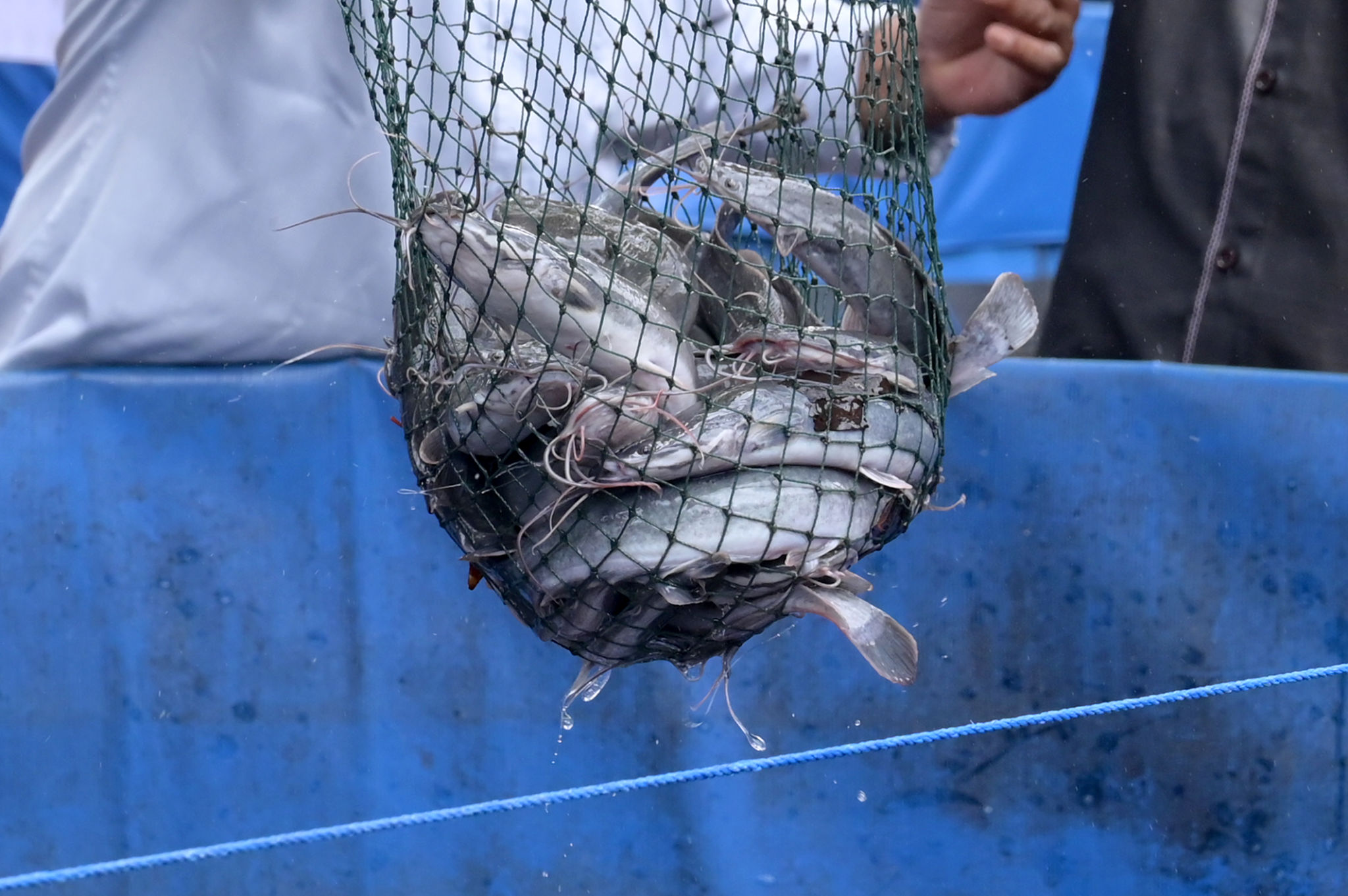 Harvesting Catfish with Biofloc Cultivation System Harvesting Catfish with Biofloc Cultivation System