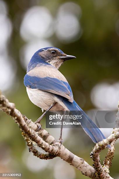 california scrub-jay oregon. - california blue jay bird stock pictures, royalty-free photos & images