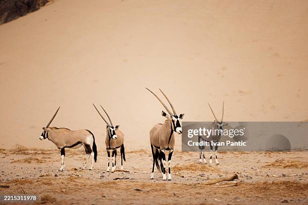 group of oryx gazelles walking on sand dune in namibia - four animals stock pictures, royalty-free photos & images