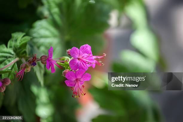 bigroot geranium (geranium macrorrhizum) - geranium macrorrhizum stock pictures, royalty-free photos & images