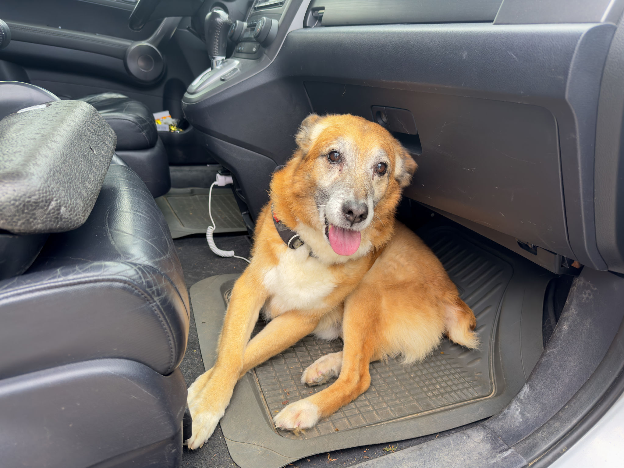 dog daycare safety