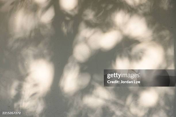 natural leaves tree branch dark shadow and light from sunlight - schaduw in het middelpunt stockfoto's en -beelden