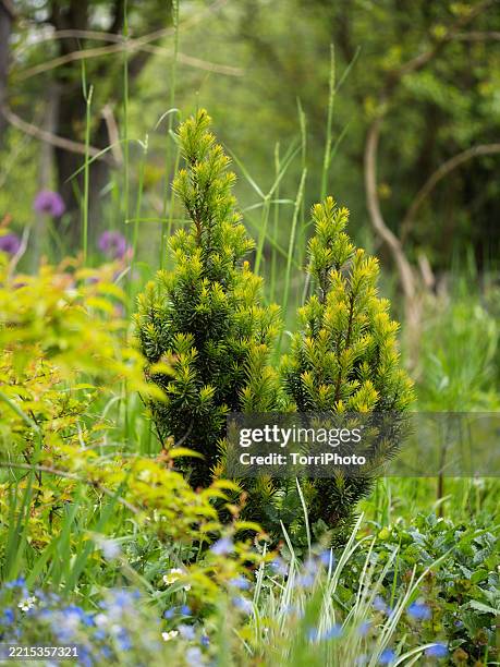 a small yew tree among ornamental plants in a flowerbed in a spring garden - tasso conifera foto e immagini stock