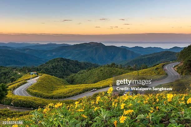mountain road through blooming mexican sunflowers at mae u kho, thailand - mae hong son bildbanksfoton och bilder