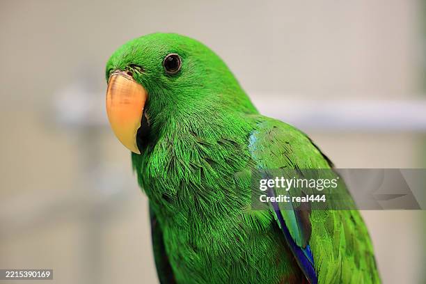 yellow-headed amazon - papagaio de nuca amarela imagens e fotografias de stock