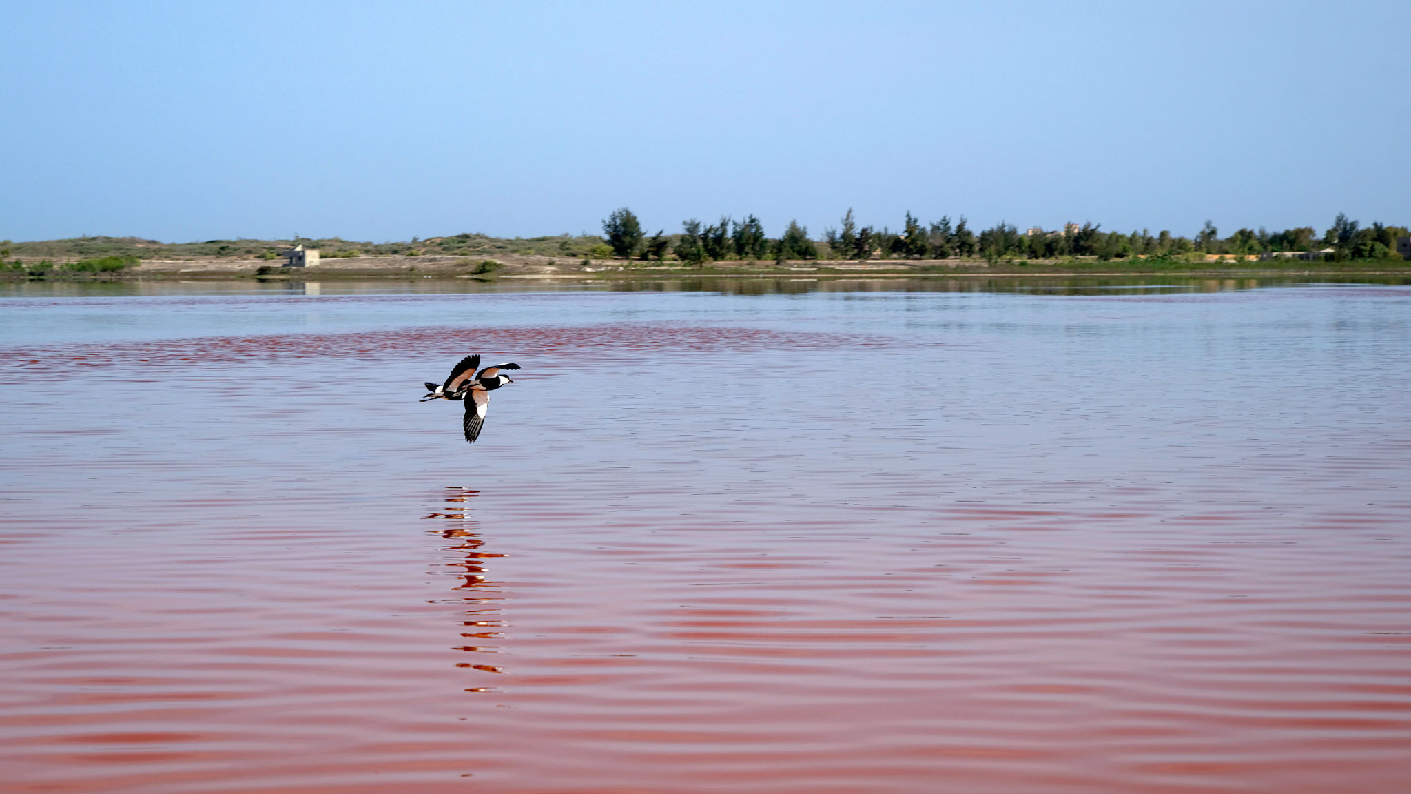 Lapwing in flight over the Lake Rose in Senegal Lapwing in flight over the Lake Rose in Senegal