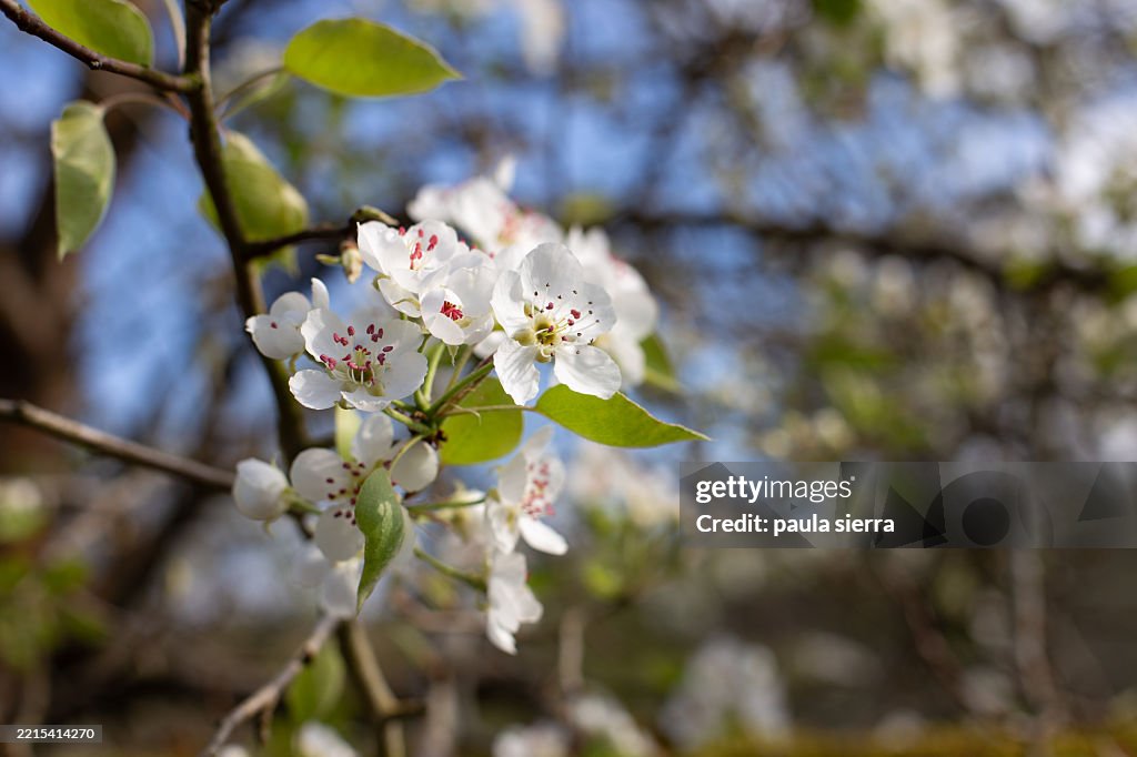 Close up of a callery pear