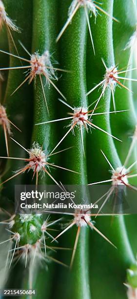 Close-up of a green cactus with sharp spines in a natural setting