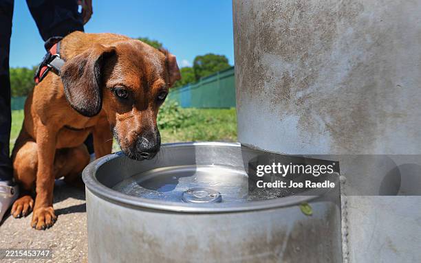Brownie the dog drinks water from a fountain on May 16, 2025 in Miami, Florida. Florida Gov. Ron DeSantis signed a bill into law that will ultimately...