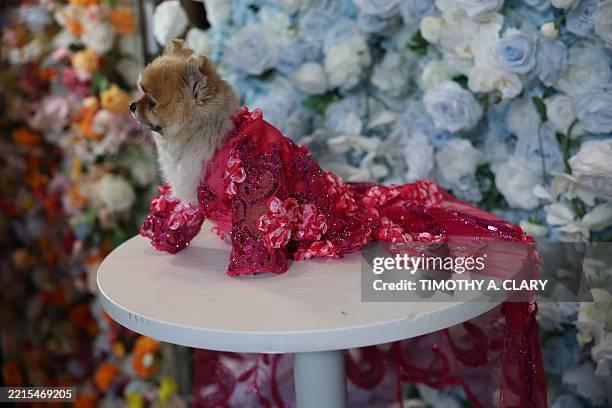 Dog poses during the "The Pet Gala" at GH on the Park in New York City on May 19, 2025. The Pet Gala by Anthony Rubio designs recreates outfits from...