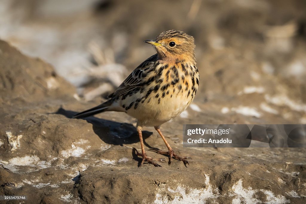 Spring migration in Yumurtalik Lagoon
