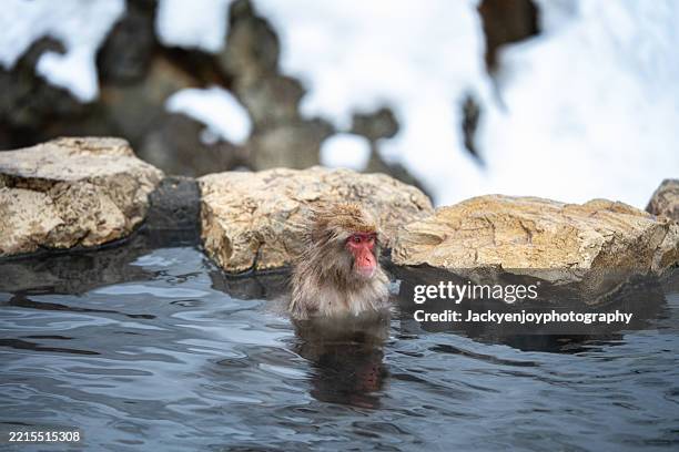 in the hot spring, snow monkeys or japanese macaques - piscine thermale photos et images de collection